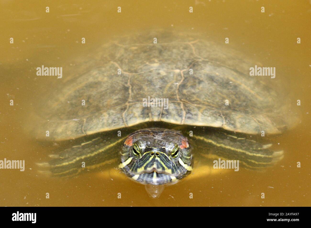 Rotwangen-Schmuckschildkröte Foto Stock