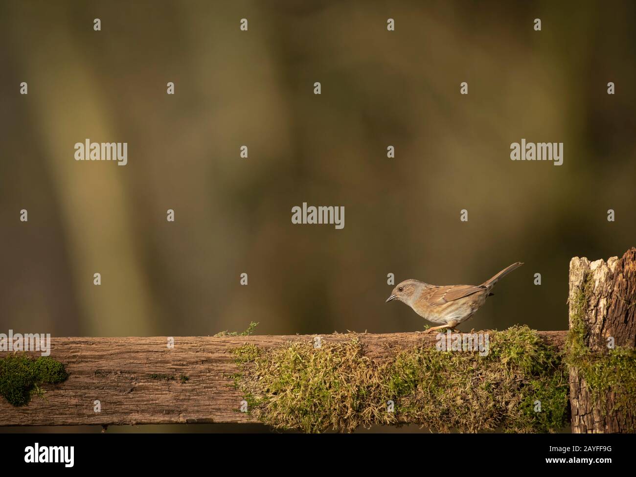 Dunnock, Prunella modularis, inverno nel Suffolk, Foto Stock