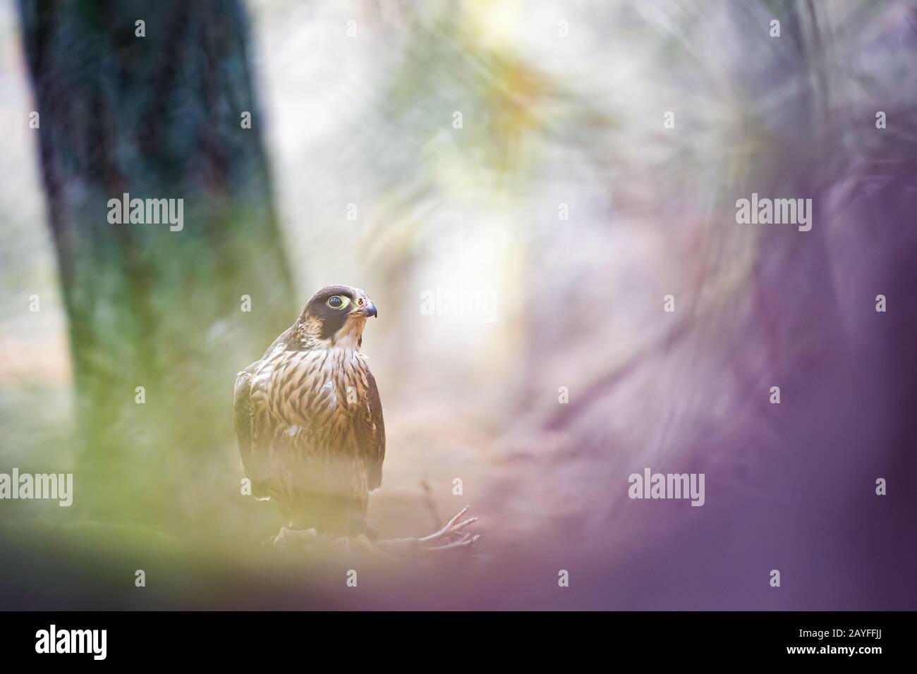 Falco pellegrino nella foresta delle fiabe. Falco peregrinus Foto Stock