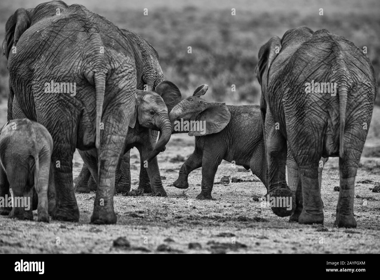 Giocare A Elefanti Foto Stock