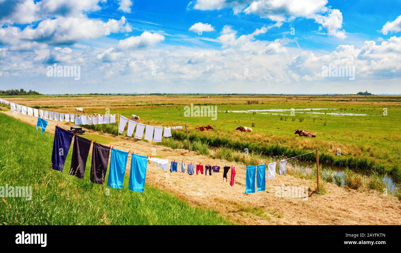 Tipico paesaggio olandese polder piano con lavanderia su un Clothsline essiccazione al sole. Waterland, Olanda Del Nord, Paesi Bassi. Foto Stock