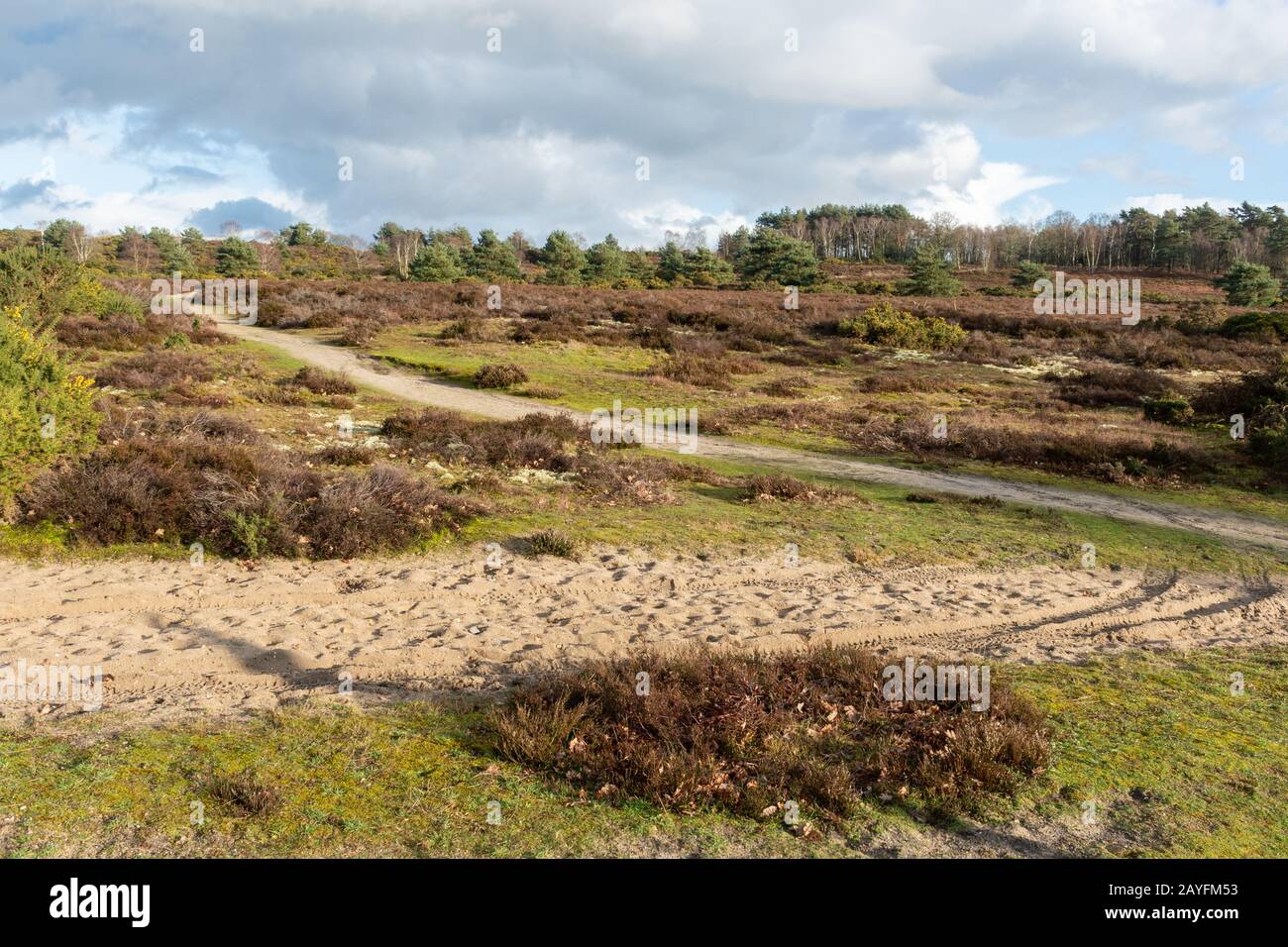 Vista del paesaggio di campagna di Frensham Common heathland, Surrey, Regno Unito Foto Stock