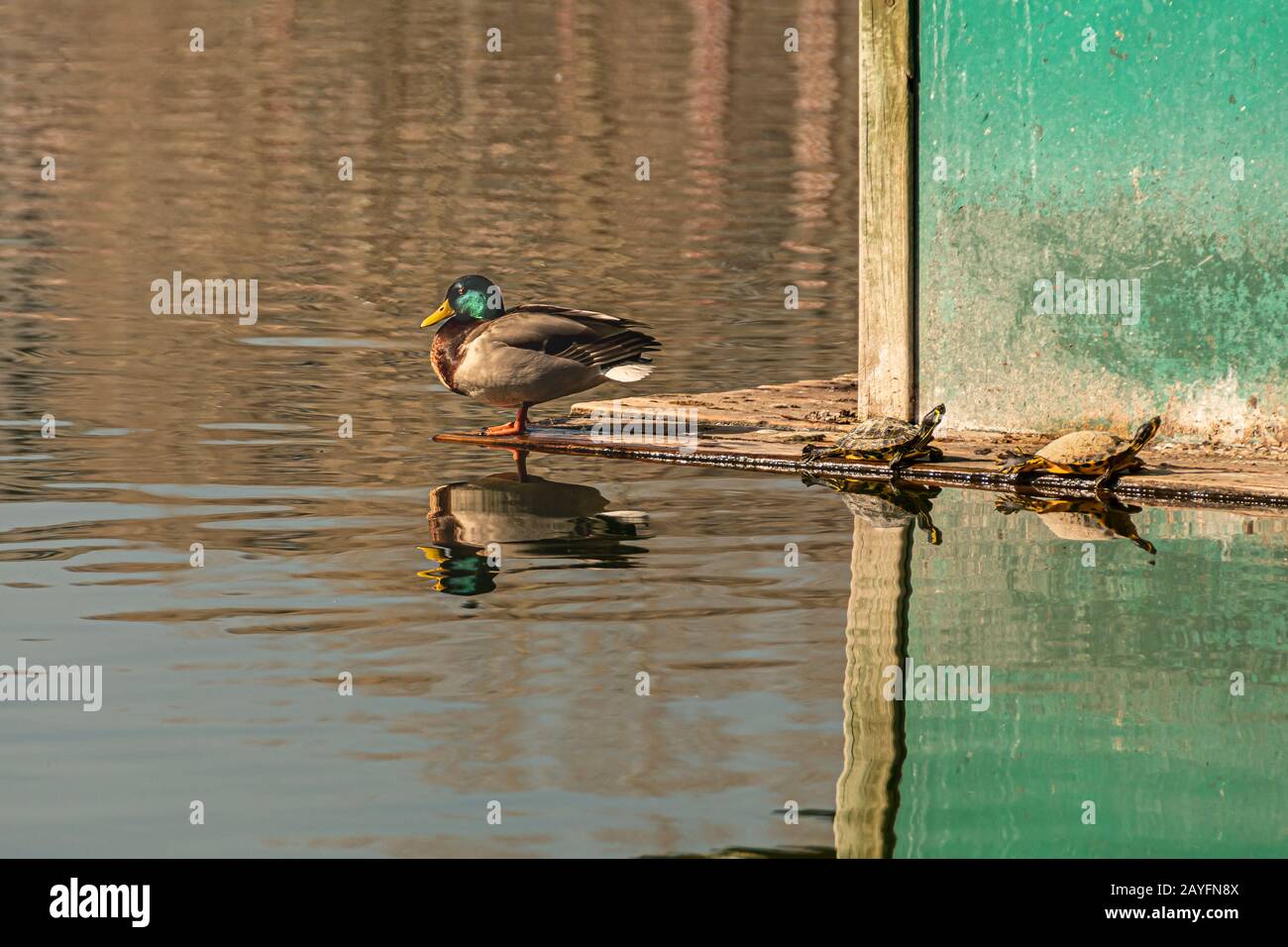 Primo piano di vera anatra e piccole tartarughe d'acqua su un legno galleggiante in un lago. Foto Stock