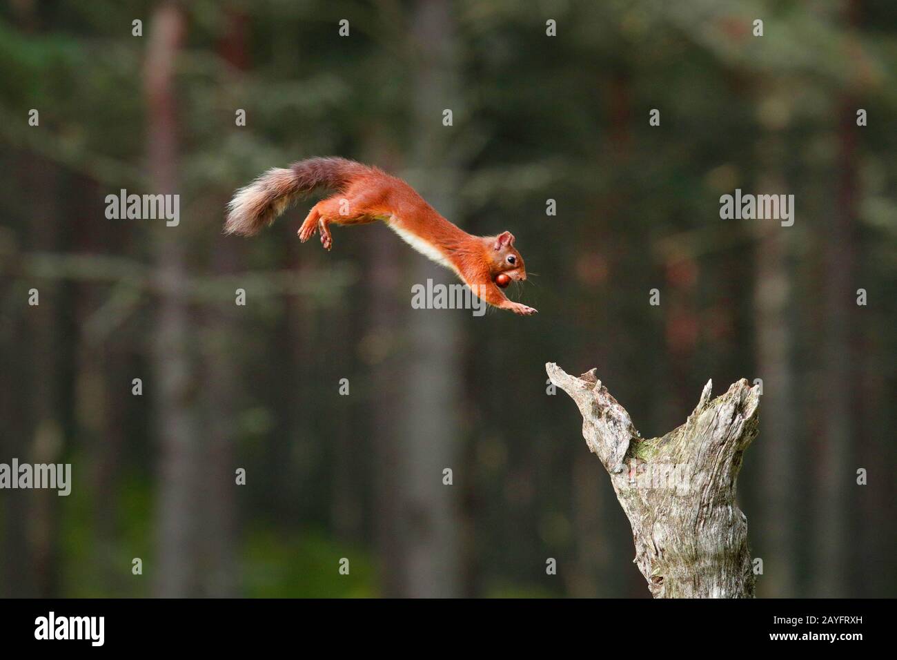 Scoiattolo rosso europeo, scoiattolo rosso eurasiatico (Sciurus vulgaris), saltando su un ceppo di albero morto con una nocciola in bocca, vista laterale, Svizzera Foto Stock