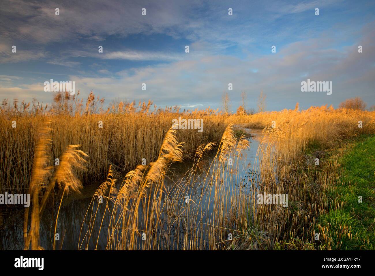 Erba di canna, canna comune (Phragmites communis, Phragmites australis), riserva naturale de Blankaart in inverno, Belgio, Fiandre Occidentali, Woumen, Blankaart Foto Stock