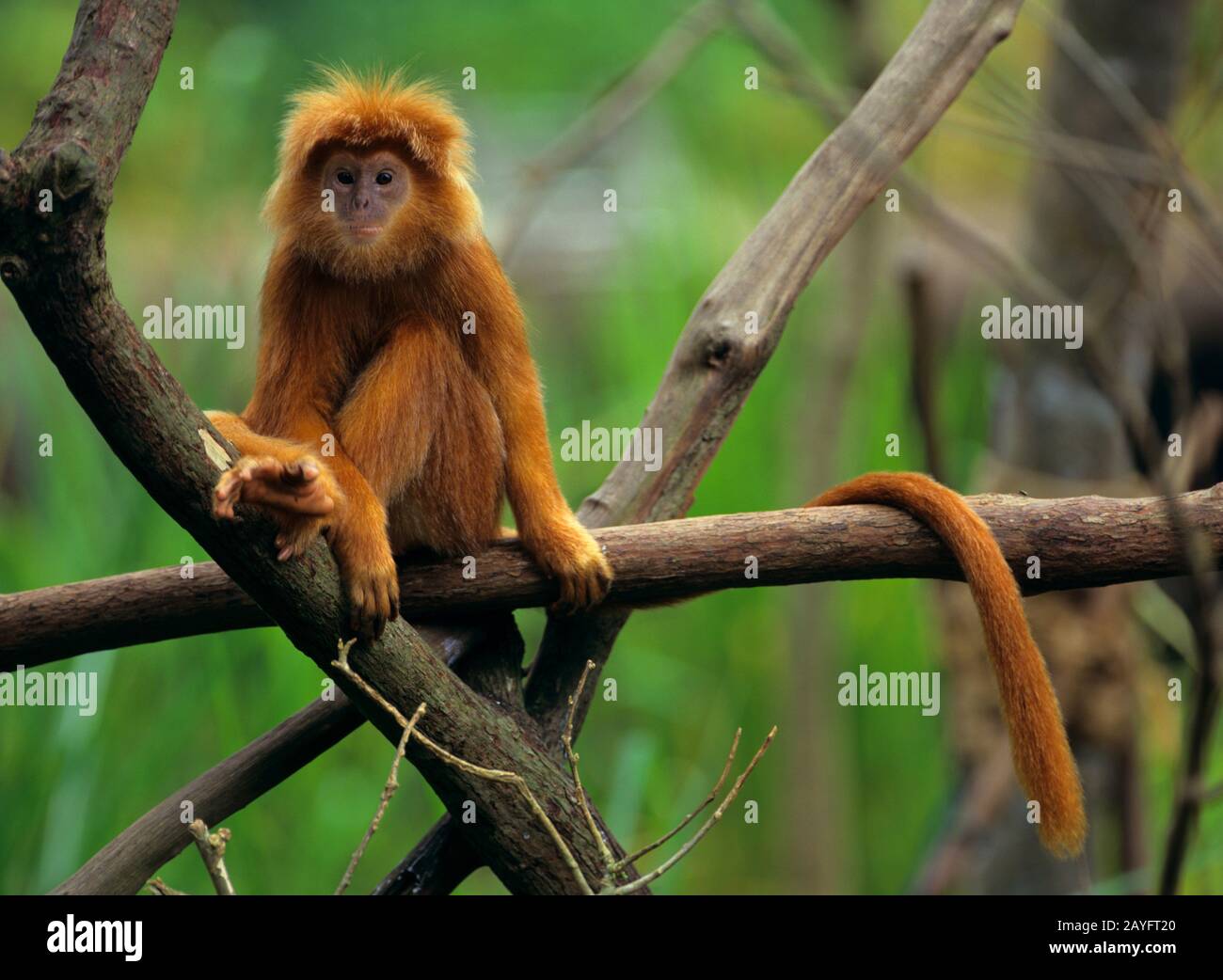 Scimmia a foglia dusky, langur spettacolare (Presbytis melalophos), seduto su un ramo, vista frontale Foto Stock