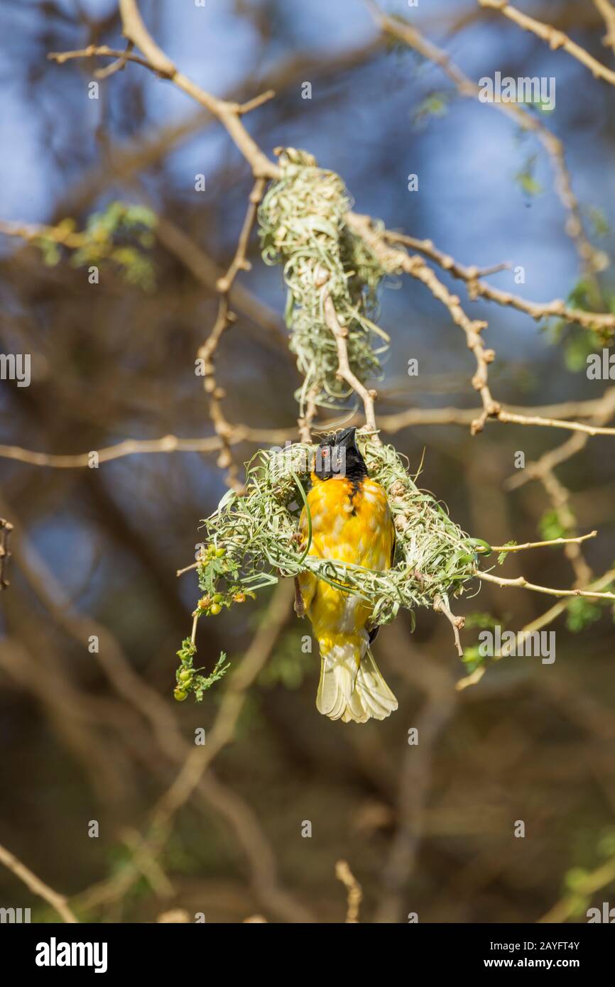 Villaggio tessitore Ploceus cucullatus, adulto maschio, nido edificio in alberi, Awassa, Etiopia, febbraio Foto Stock