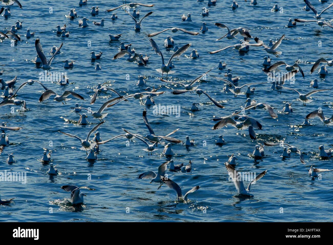 Flock of Sea Gulls on Water, Norway, Troms, Kvaloya Foto Stock