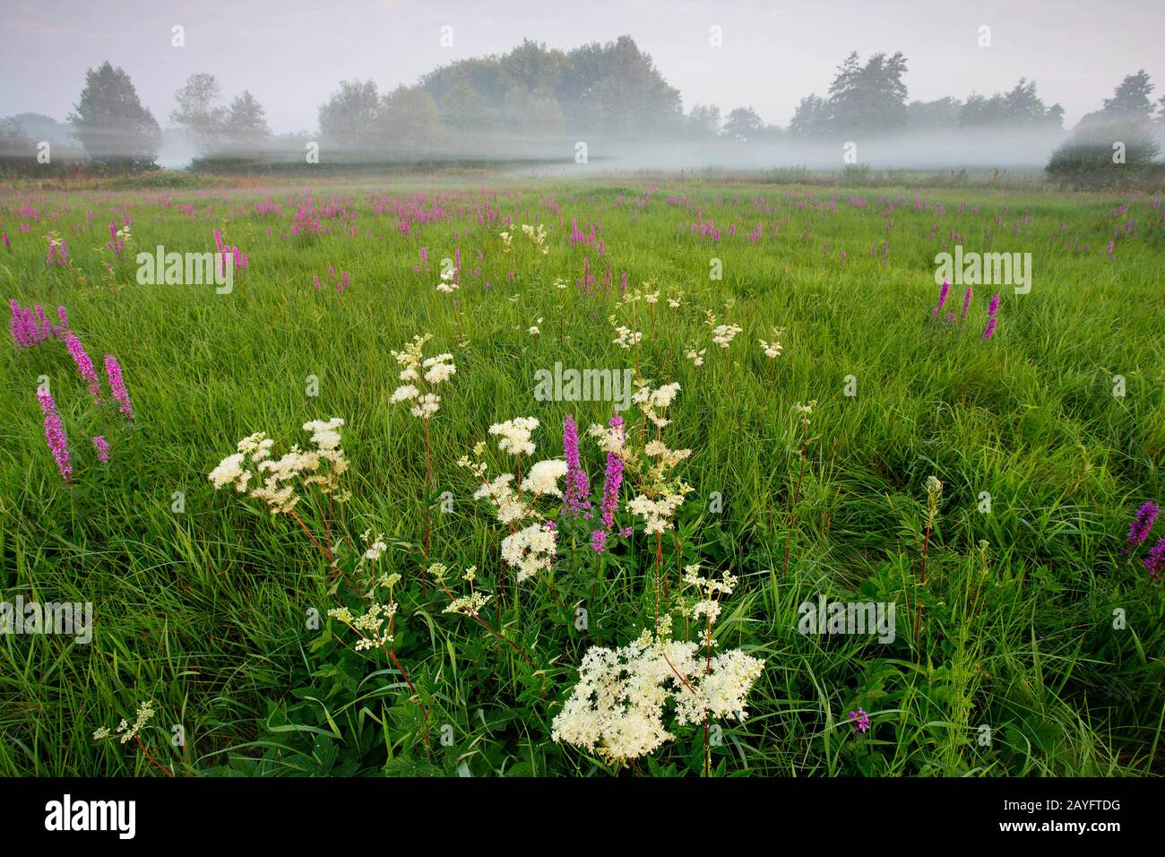 Meadowsweet, regina del prato (filippendula ulmaria), fiorendo con il bottegrife in una palude prati in nebbia mattutina, Belgio, Fiandre Orientali, Bourgoyen Foto Stock