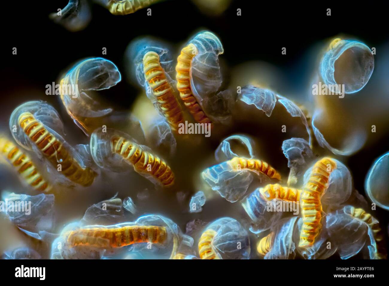 Sori sul lato inferiore di un fern frond, Germania Foto Stock