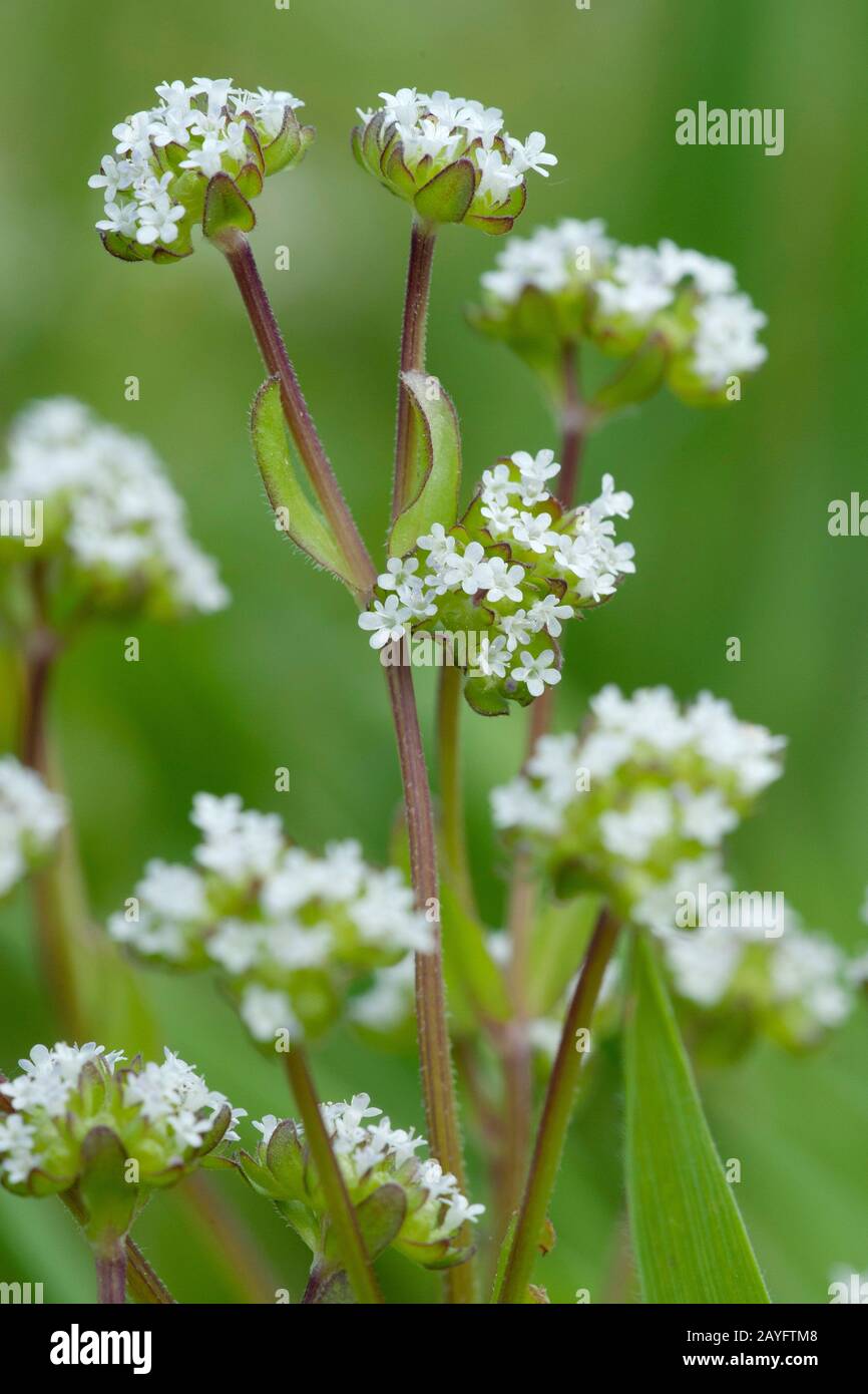 Cornsalad comune, la valeriana, europeo (cornsalad Valerianella locusta), fioritura, Germania Foto Stock
