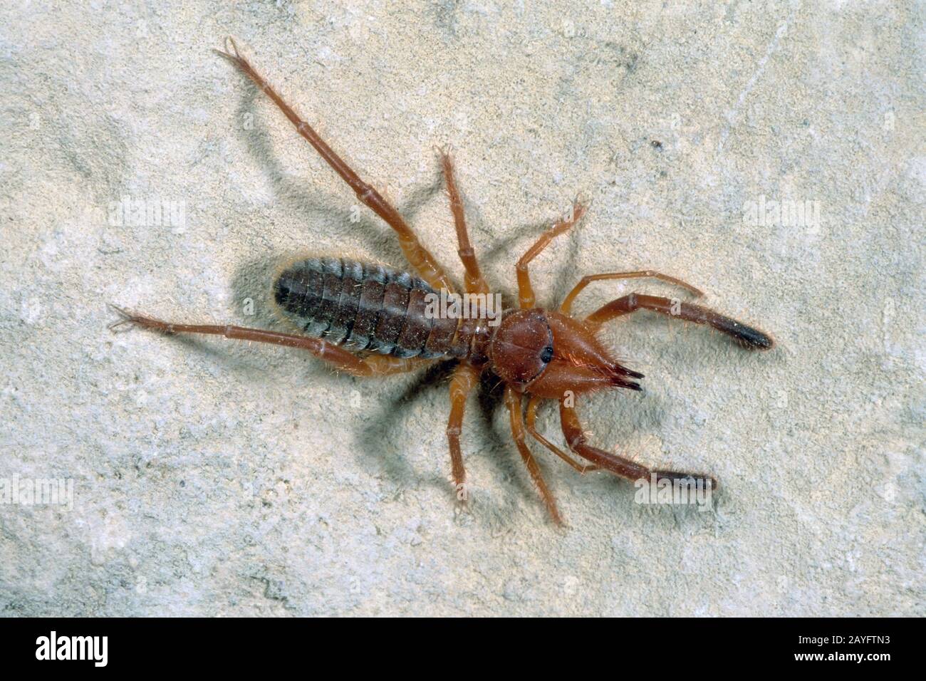 Ragno di cammello (Gluvia dorsalis, Galeodes dorsalis), vista dall'alto, Germania Foto Stock