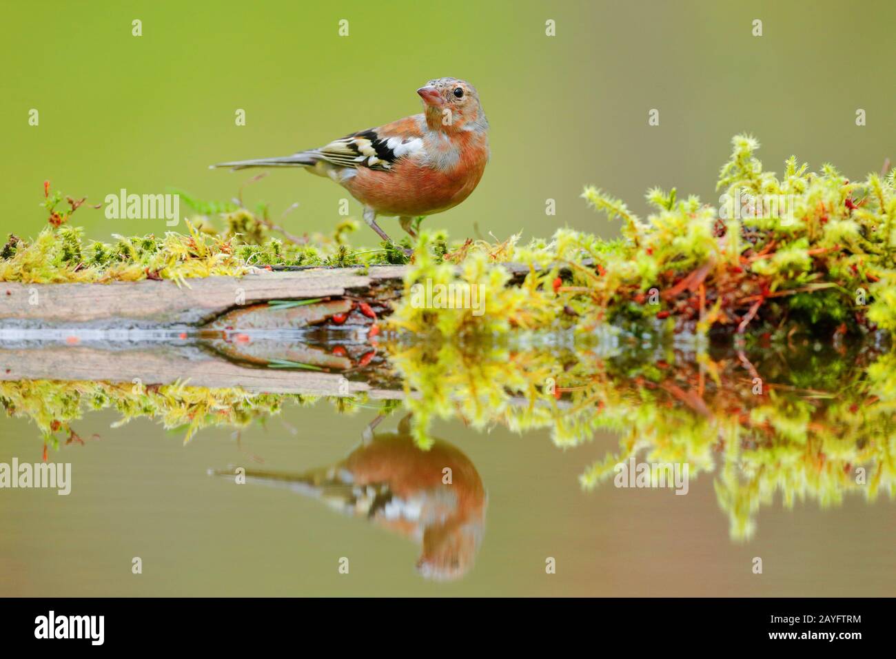 Fringuello (fringilla coelebs), maschio in acqua con immagine a specchio, Svizzera Foto Stock