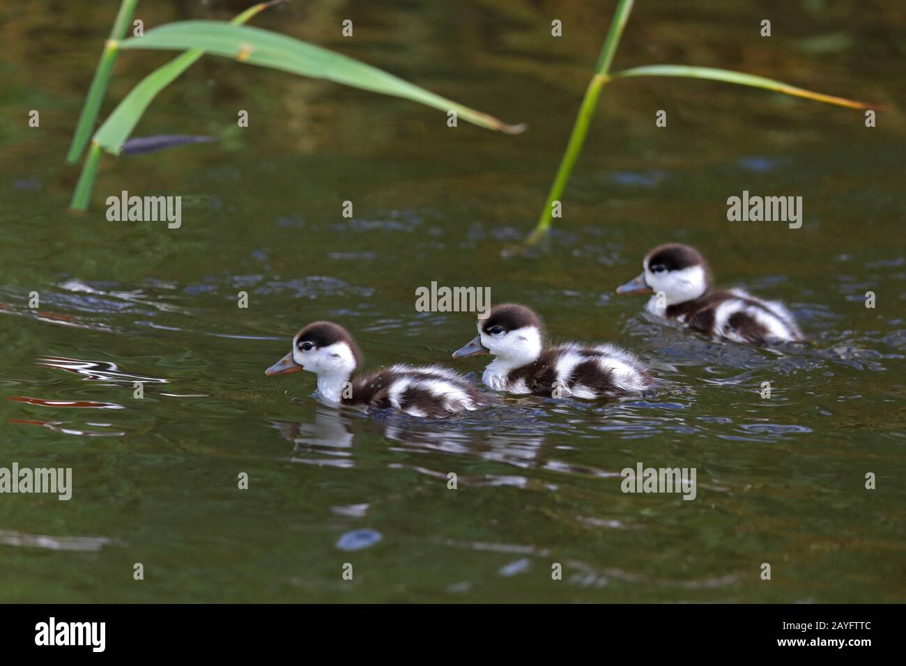 Shelduck comune (Tadorna tadorna), gruppo di pulcini nuoto, Paesi Bassi, Frisia Foto Stock