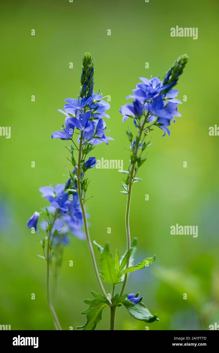 Latifoglie speedwell, germander lasciare speedwell (Veronica teucrium), fioritura, Germania Foto Stock