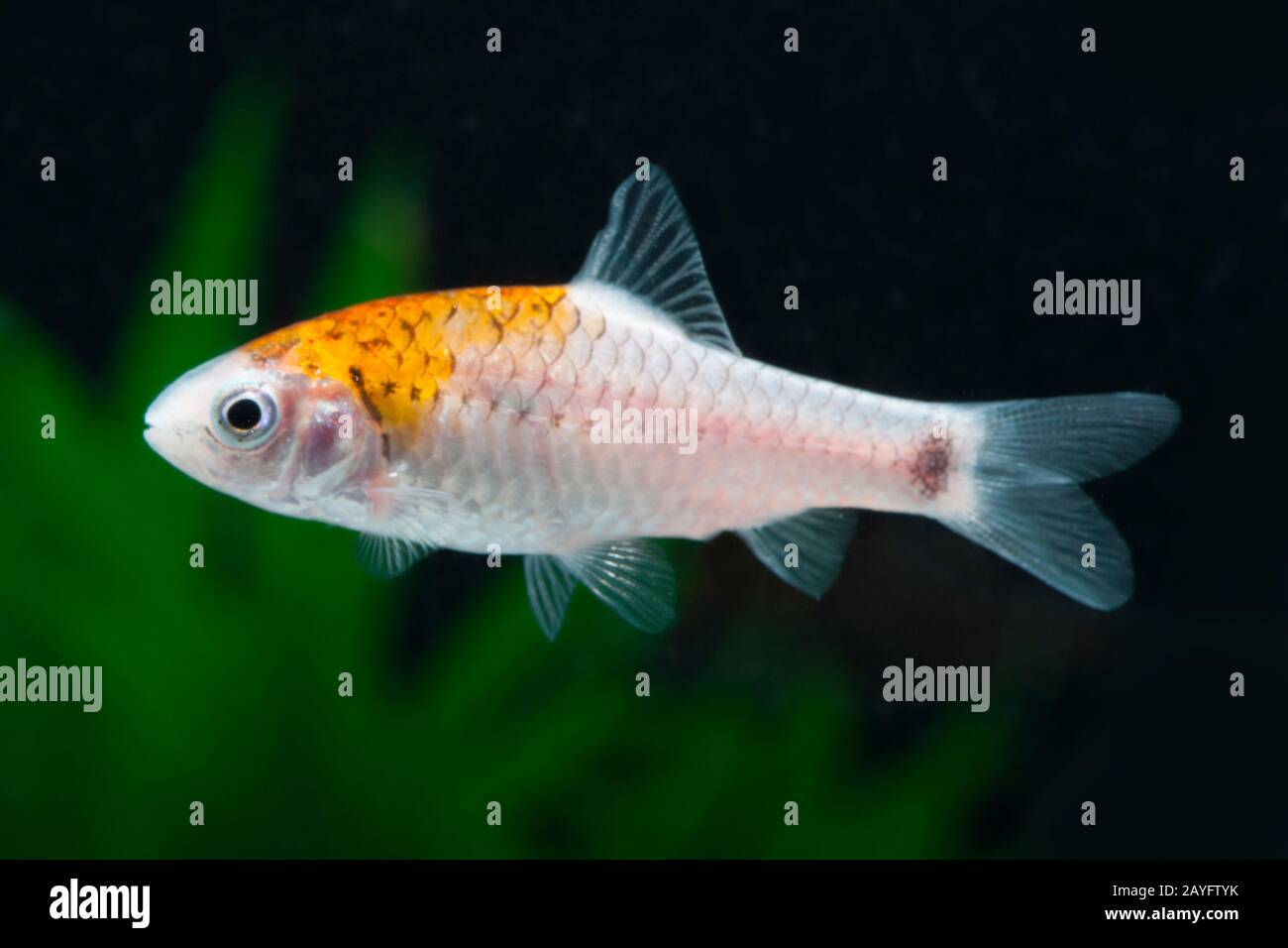 Barb Hongkong, Barb verde, barb cinese, barb cinese (Barbodes semifasciolatus, Puntius semifasciolatus, Barbus semifasciolatus), KOI Foto Stock