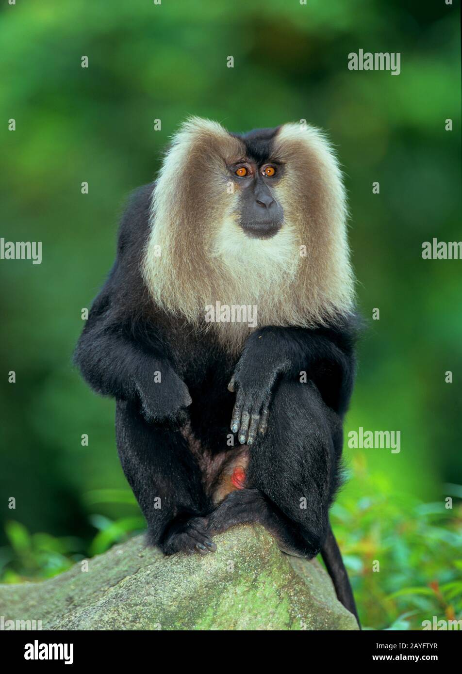 Caque coda di leone, macaque coda di leone (Macaca silenus), seduto su una roccia Foto Stock