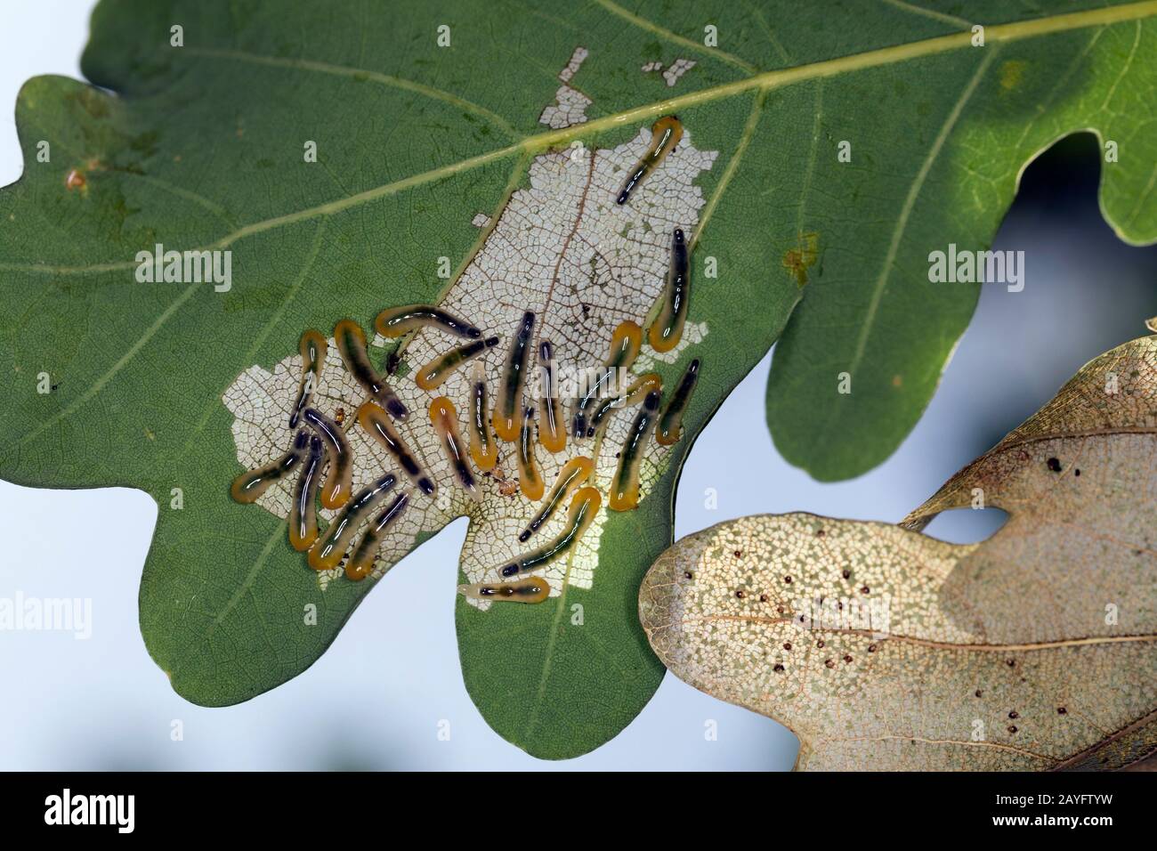 Quercia Slug sawfly, quercia Slugworm (Caliroa anulipes, Eriocampoides anulipes), larve mangimi su foglia di quercia, Germania Foto Stock