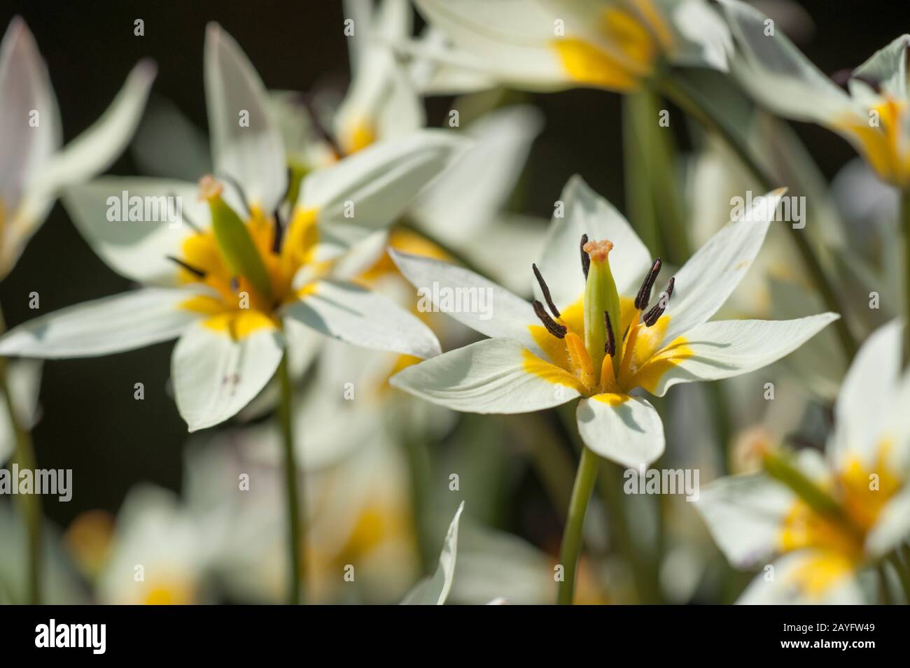 Turkestan tulip, Tulipano selvatico (Tulipa turkestanica), fioritura Foto Stock