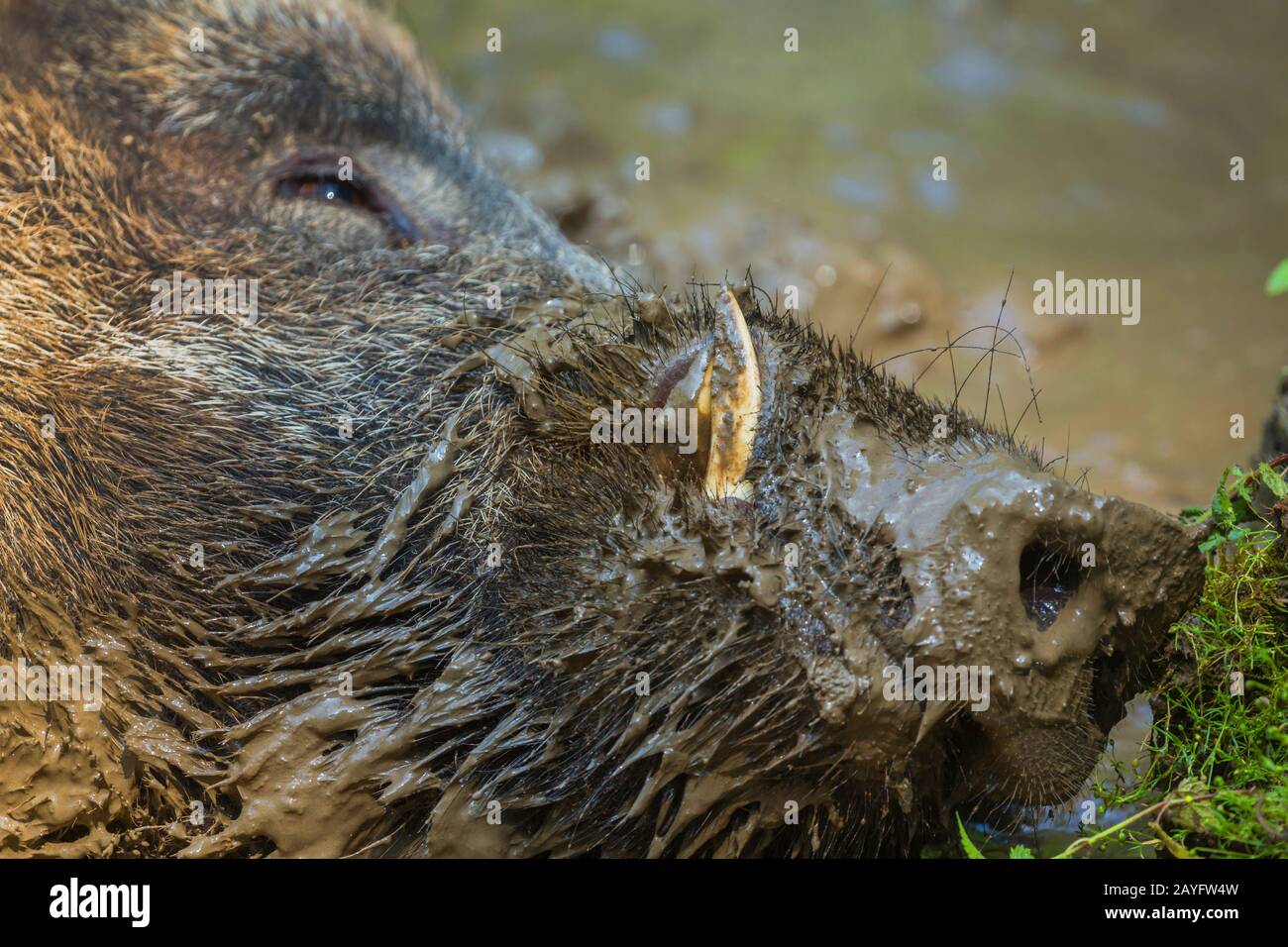 Cinghiale, maiale, cinghiale (Sus scrofa), tusker gode di un bagno di fango in un gugado, Austria, Tirolo Foto Stock