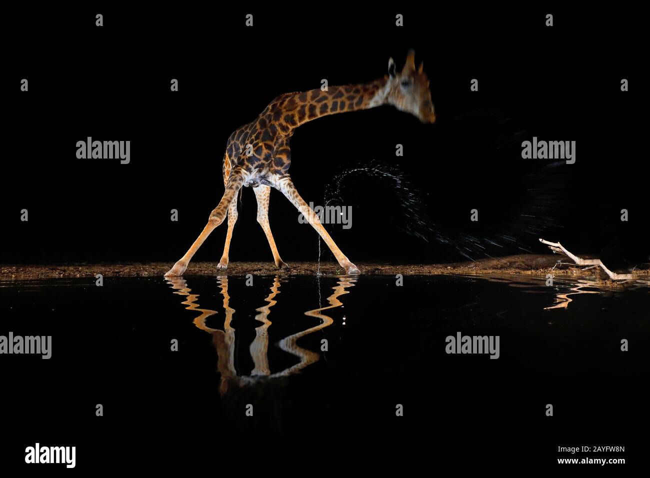 Giraffe (Giraffa camelopardalis), bevendo in un buco d'acqua nella notte, Sud Africa, Kwazulu-Natal, Zimanga Game Reserve Foto Stock