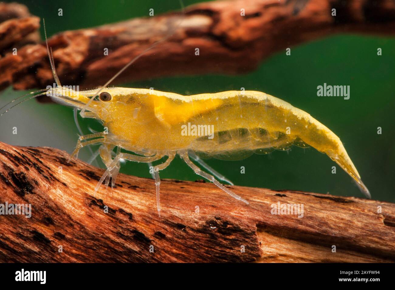 Gamberetto di ciliegio, gamberetto nano (Neocardiina davidi, eteropoda di Neocardiina), vista laterale, Neon fuoco giallo Foto Stock