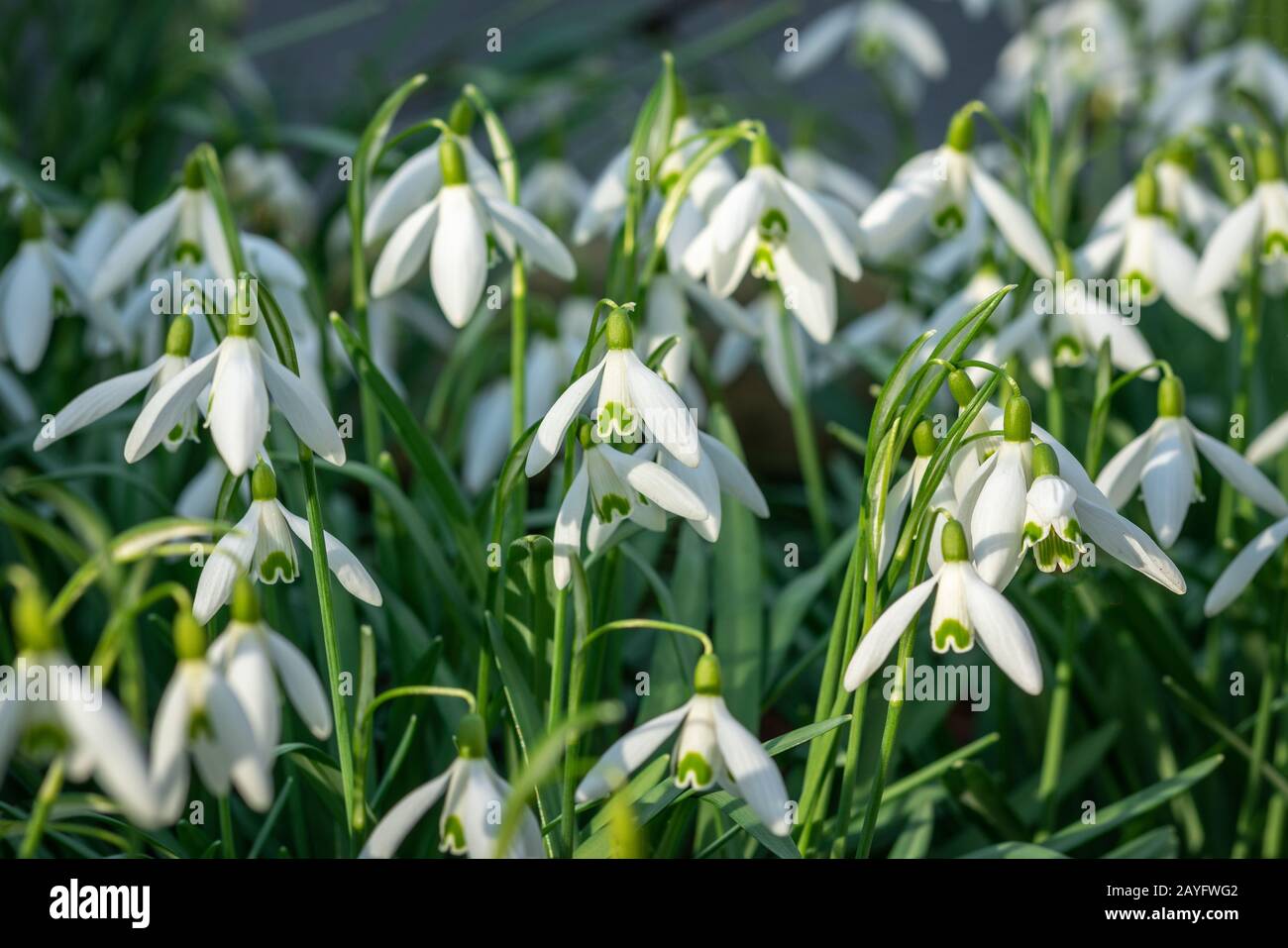 Primo piano di verdi nevicate punteggiate di verde (galanthus nivalis) in un sole luminoso Foto Stock