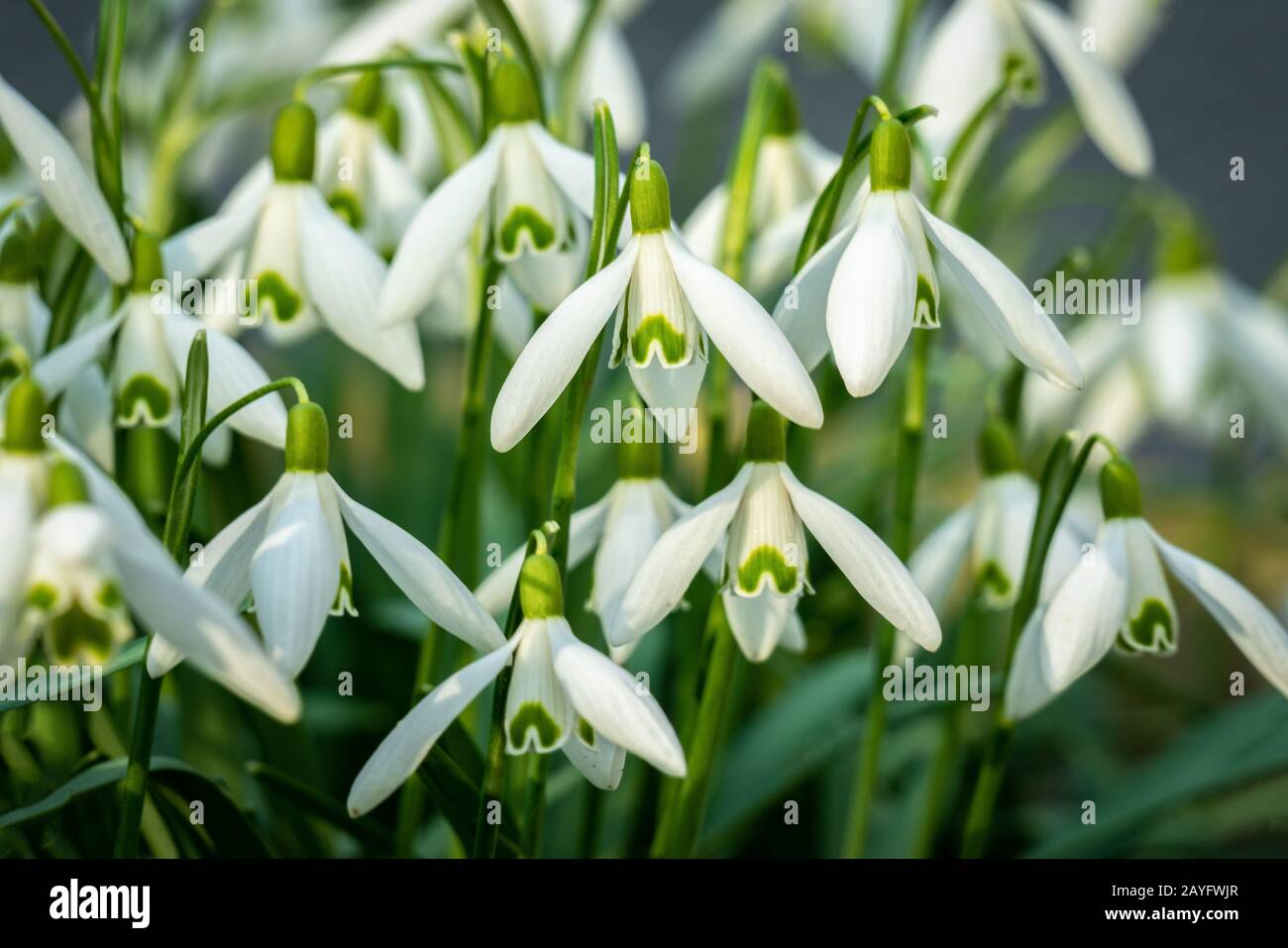 Primo piano di verdi nevicate punteggiate di verde (galanthus nivalis) in un sole luminoso Foto Stock