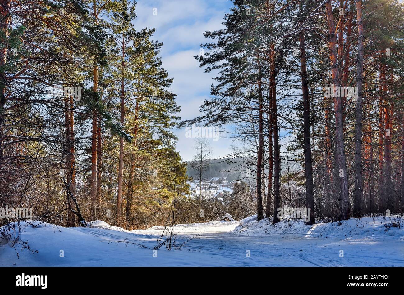 Strada innevata attraverso la pineta invernale per l'accogliente piccolo villaggio circondato colline con dense foreste di conifere coperte sullo sfondo. Giornata di sole Foto Stock