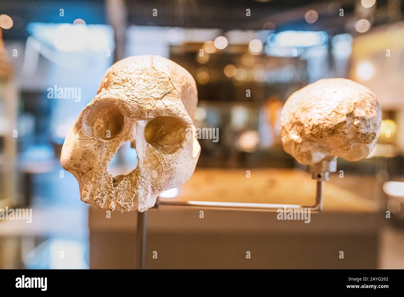 Antichi teschi che mostrano l'evoluzione umana Foto Stock