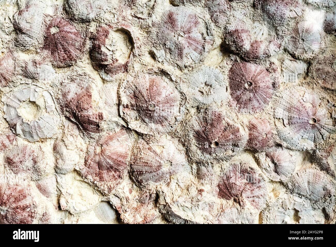 Creature viventi preistoriche in pietra fossilata Foto Stock