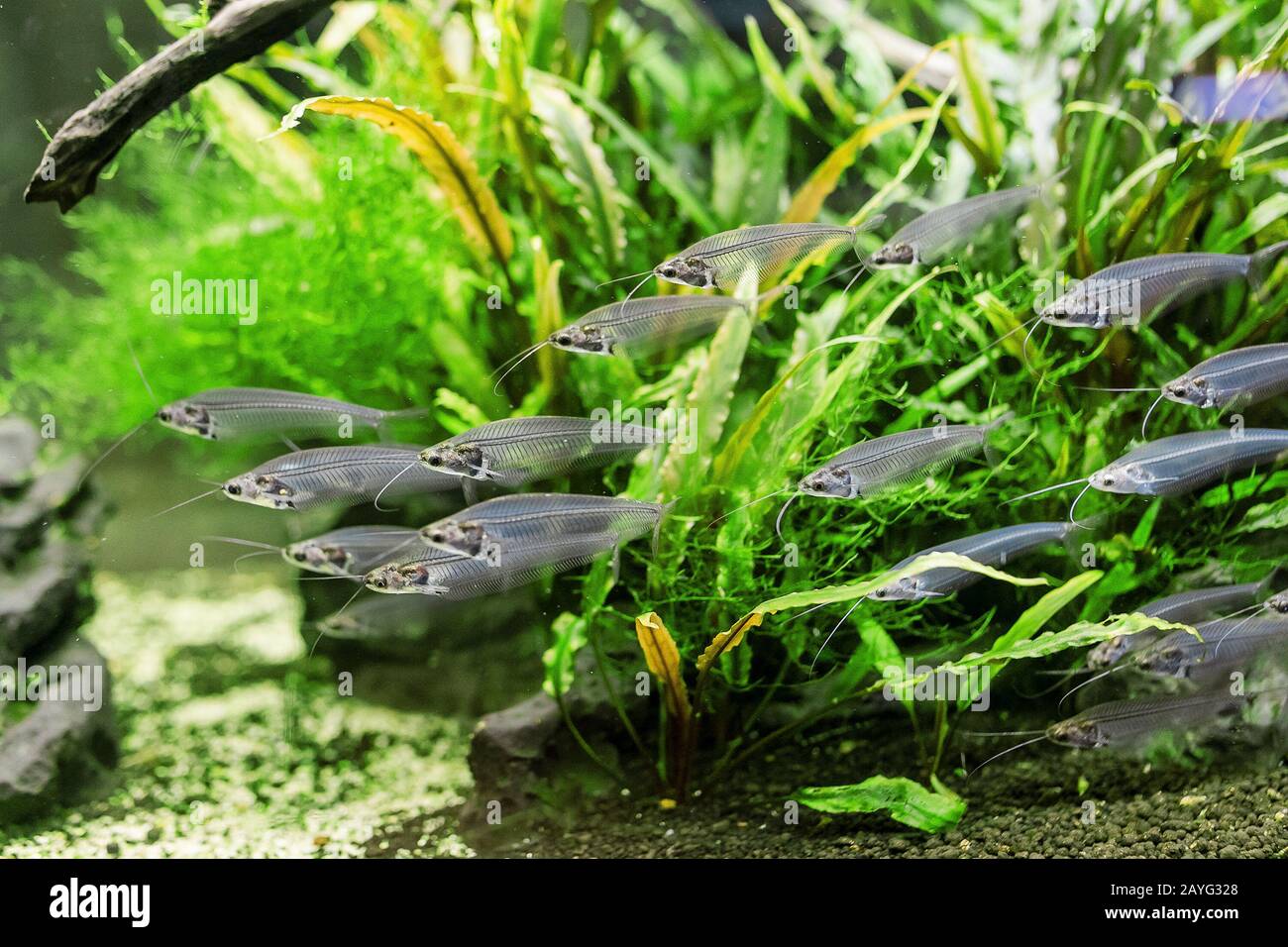 Insolito pesce gatto di vetro o ryptopterus vitreolus in acquario Foto Stock