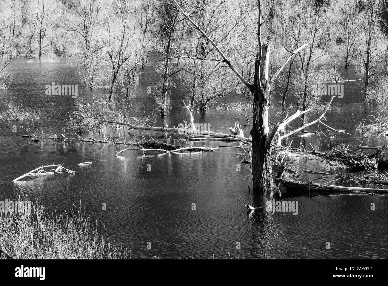 Lago di Loppio, una misteriosa palude con alberi in acqua. Foto Stock
