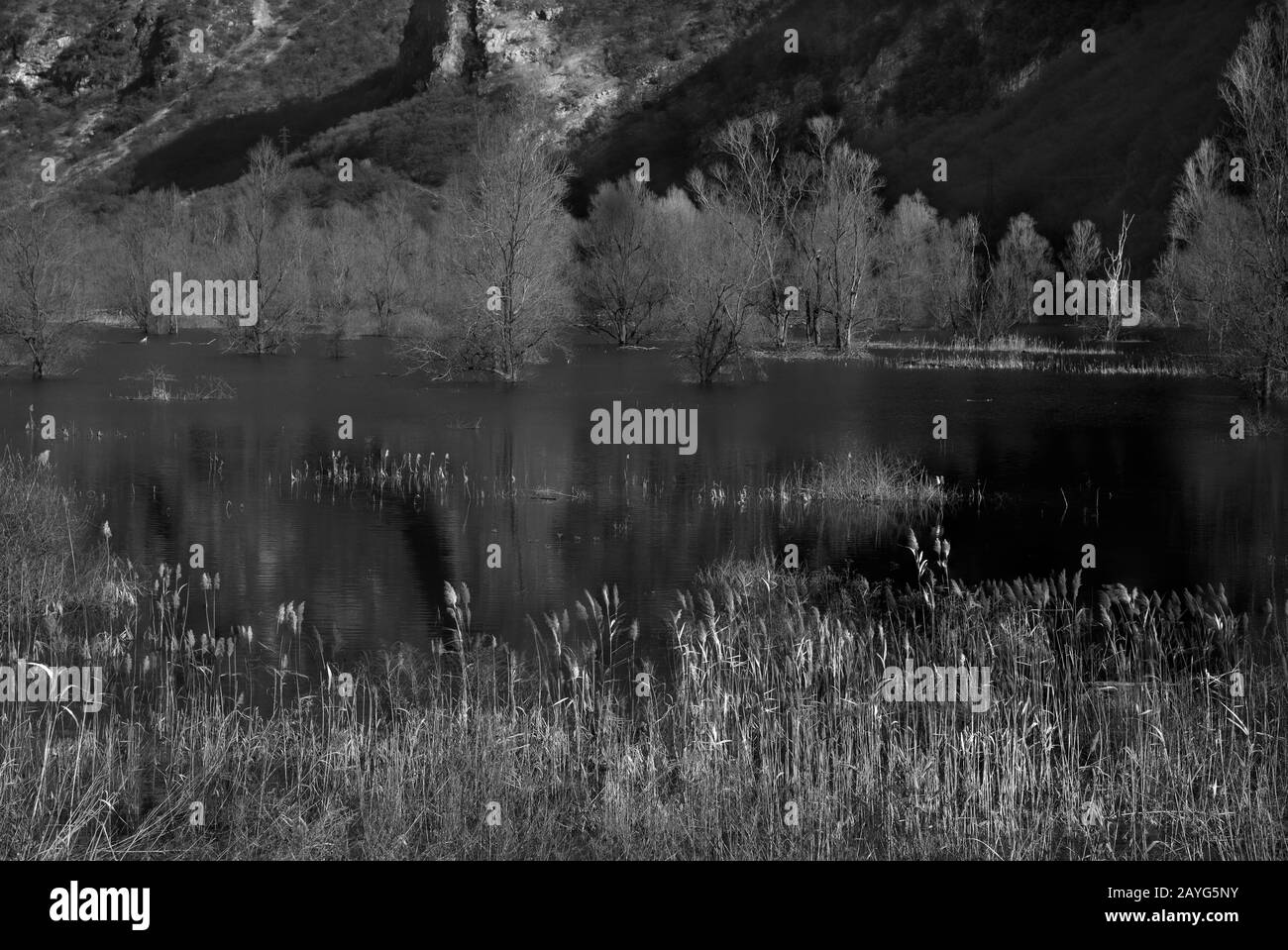 Lago di Loppio, una misteriosa palude con alberi in acqua. Foto Stock