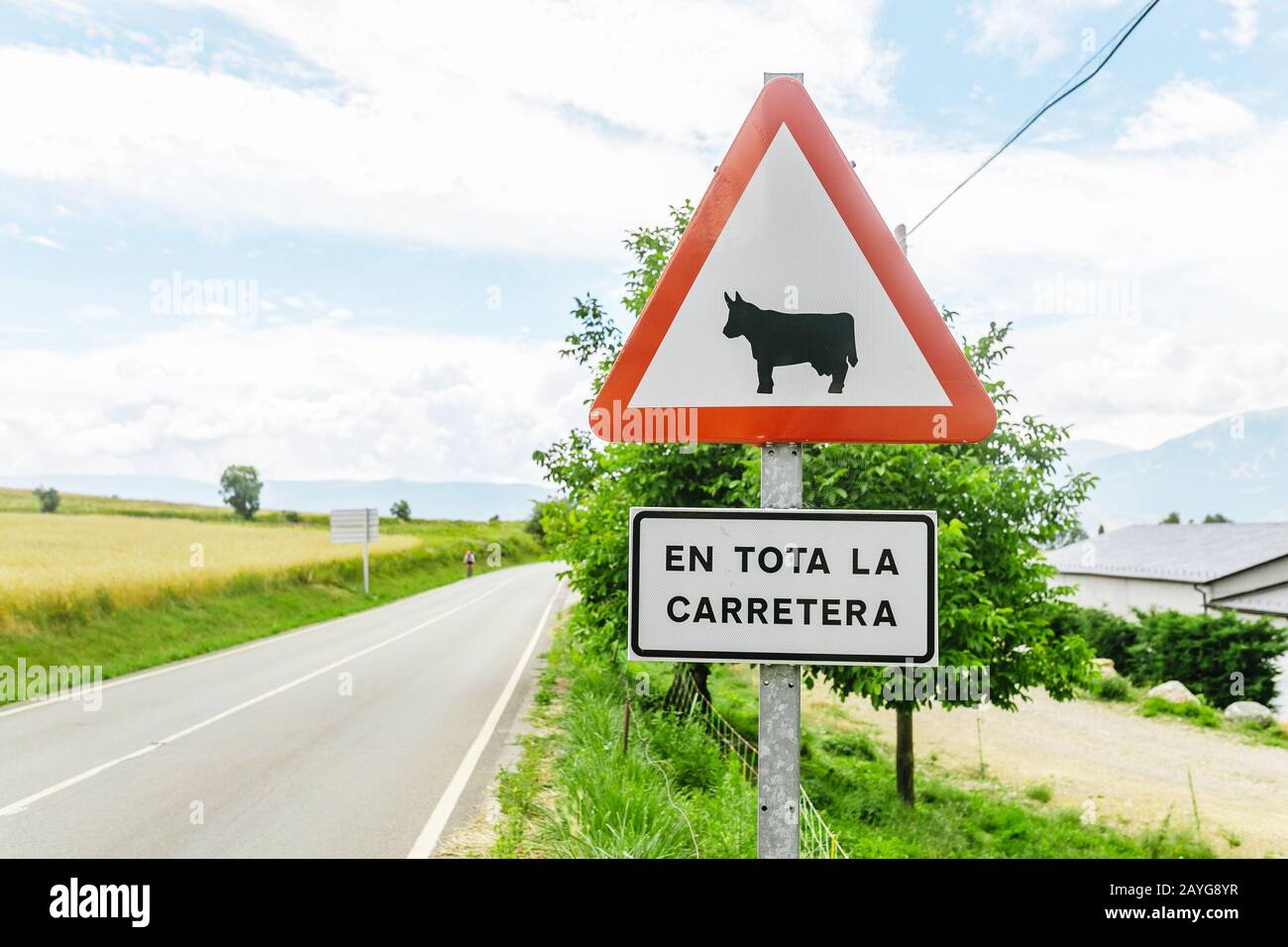 Attenzione al cartello della strada della mucca in campagna. Didascalia: Tutto lungo la strada Foto Stock