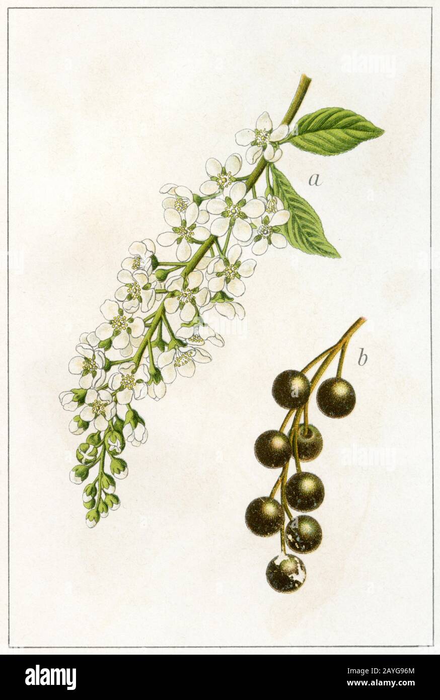 Uccello ciliegia Prunus padus Syn. Padus avium, Padus racemosa, (libro di botanica, 1904) Foto Stock