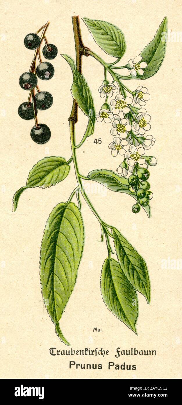 Uccello ciliegia Prunus padus Syn. Padus avium, Padus racemosa, (libro di botanica, ca. 1915) Foto Stock