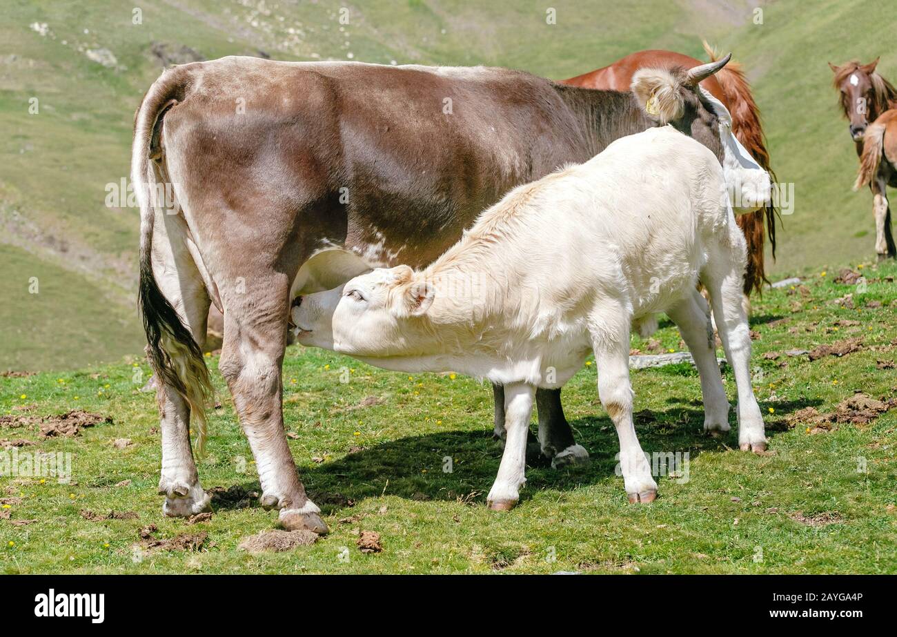 il vitello sta bevendo latte dalla mucca madre Foto Stock