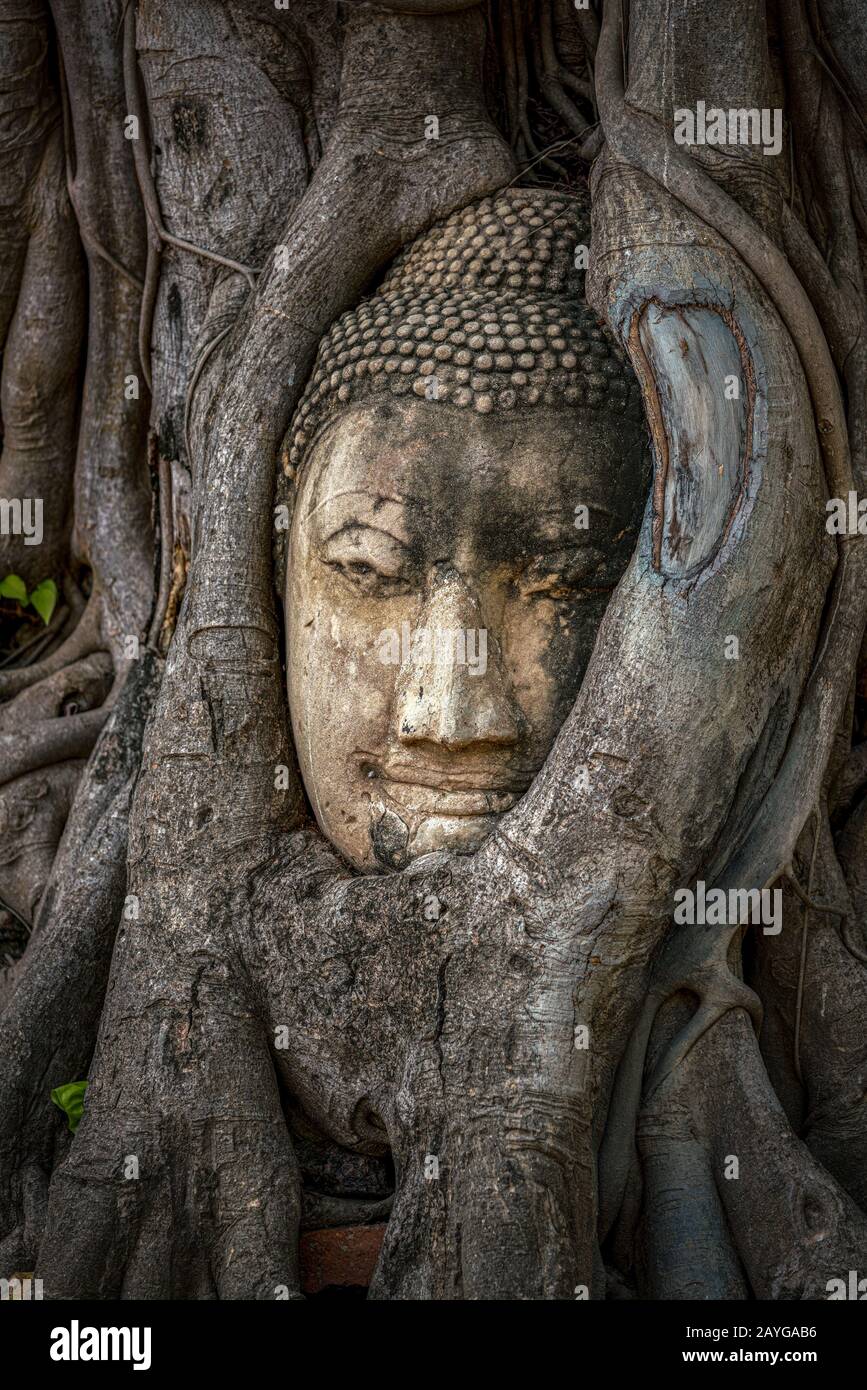 Testa di Buddha intrappolata in bodhy albero radici nel tempio Wat Mahathat, Ayutthaya. Provincia di Bangkok, Tailandia Foto Stock