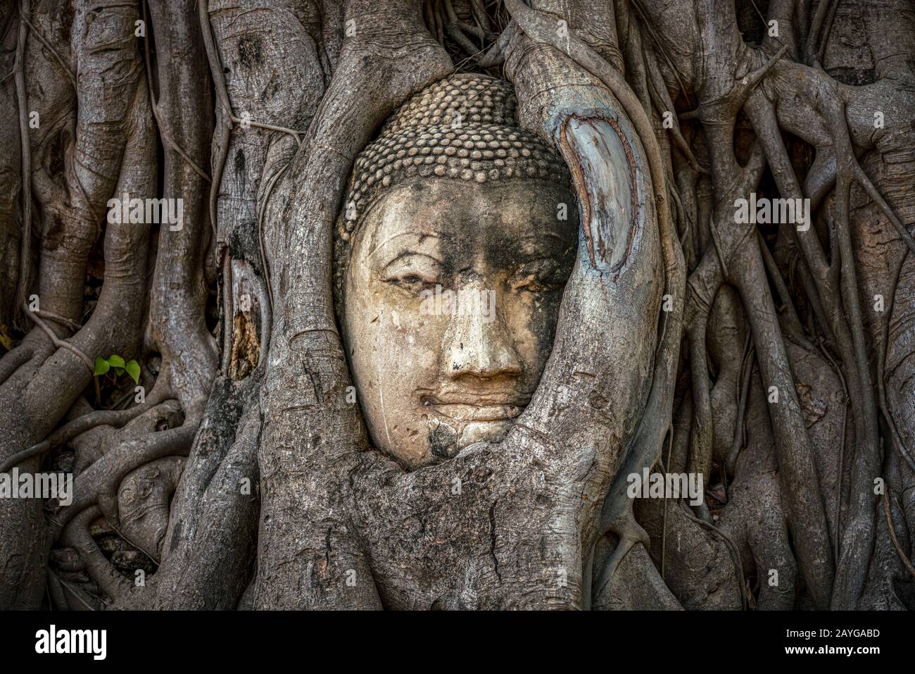Testa di Buddha intrappolata in bodhy albero radici nel tempio Wat Mahathat, Ayutthaya. Provincia di Bangkok, Tailandia Foto Stock