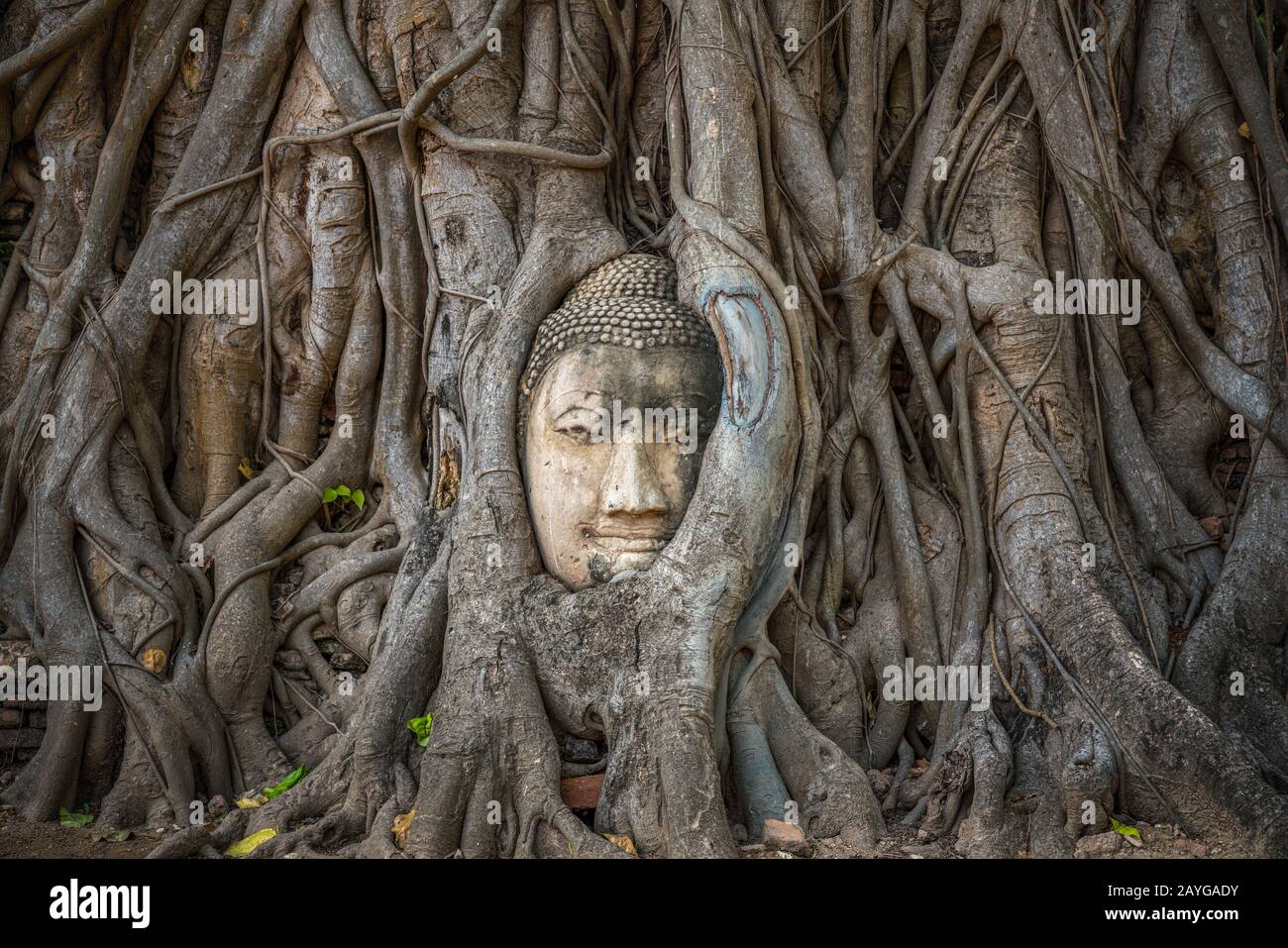 Testa di Buddha intrappolata in bodhy albero radici nel tempio Wat Mahathat, Ayutthaya. Provincia di Bangkok, Tailandia Foto Stock