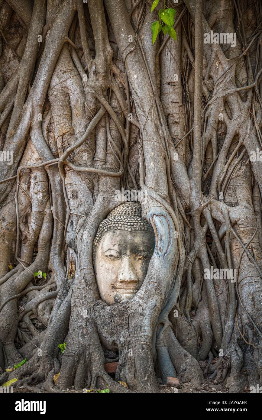 Testa di Buddha intrappolata in bodhy albero radici nel tempio Wat Mahathat, Ayutthaya. Provincia di Bangkok, Tailandia Foto Stock