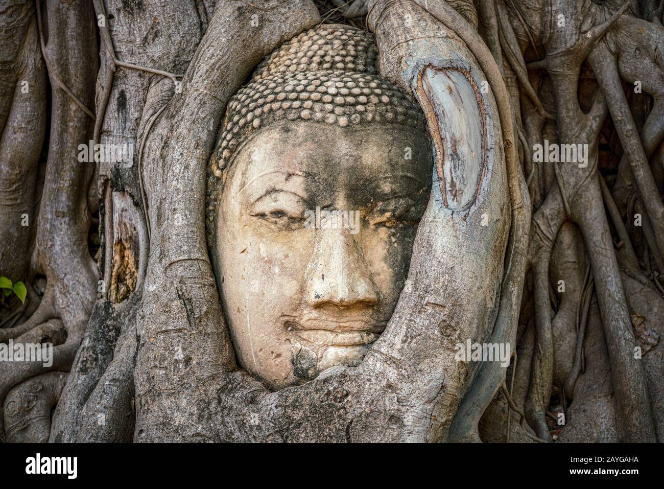 Testa di Buddha intrappolata in bodhy albero radici nel tempio Wat Mahathat, Ayutthaya. Provincia di Bangkok, Tailandia Foto Stock