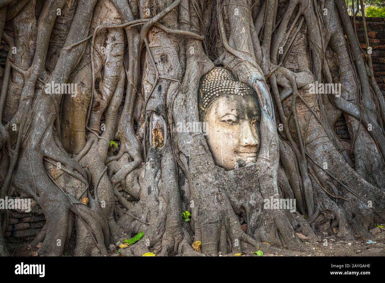 Testa di Buddha intrappolata in bodhy albero radici nel tempio Wat Mahathat, Ayutthaya. Provincia di Bangkok, Tailandia Foto Stock