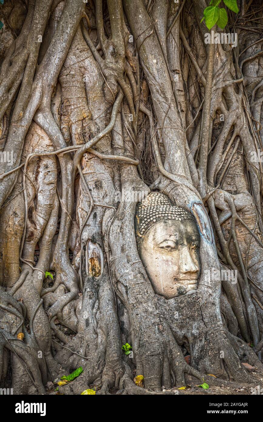 Testa di Buddha intrappolata in bodhy albero radici nel tempio Wat Mahathat, Ayutthaya. Provincia di Bangkok, Tailandia Foto Stock