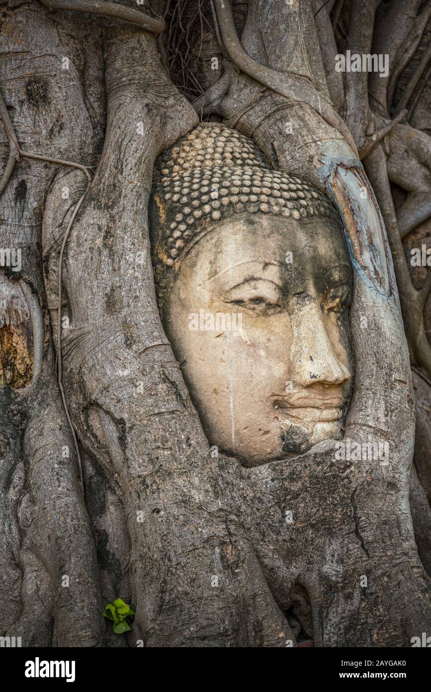 Testa di Buddha intrappolata in bodhy albero radici nel tempio Wat Mahathat, Ayutthaya. Provincia di Bangkok, Tailandia Foto Stock
