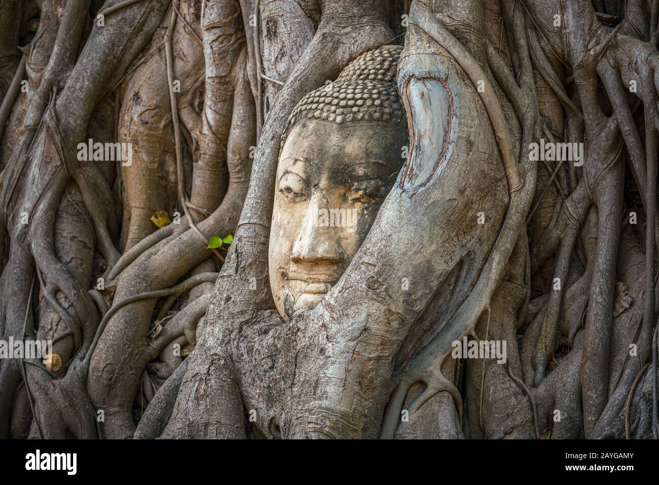 Testa di Buddha intrappolata in bodhy albero radici nel tempio Wat Mahathat, Ayutthaya. Provincia di Bangkok, Tailandia Foto Stock