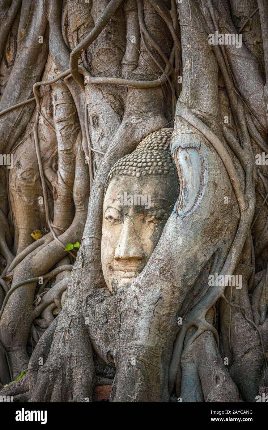 Testa di Buddha intrappolata in bodhy albero radici nel tempio Wat Mahathat, Ayutthaya. Provincia di Bangkok, Tailandia Foto Stock