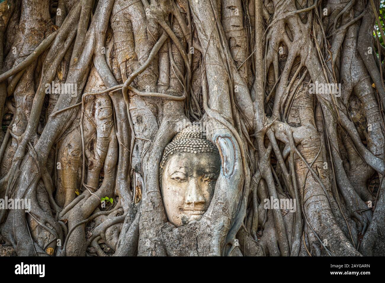 Testa di Buddha intrappolata in bodhy albero radici nel tempio Wat Mahathat, Ayutthaya. Provincia di Bangkok, Tailandia Foto Stock