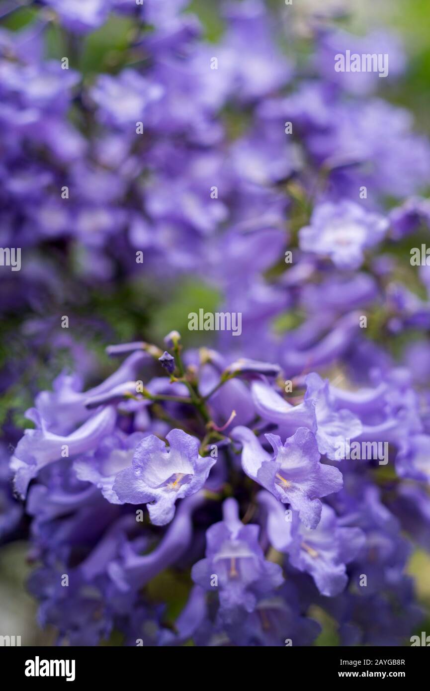 Primo piano di alberi Jacaranda fioriti (Jacaranda mimosifolia) presso il Giardino Botanico di Buenos Aires, Argentina. Foto Stock